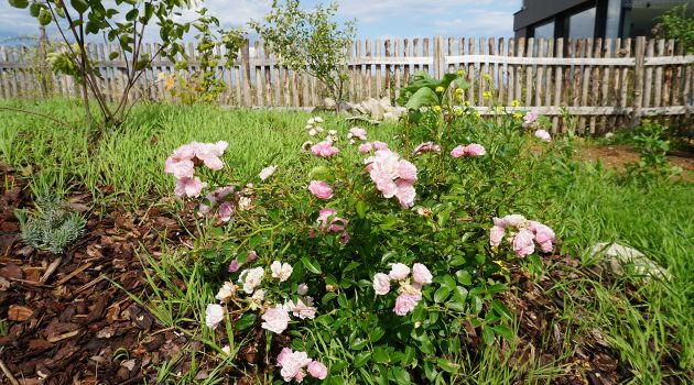 Mulch mit naturnaher Bepflanzung